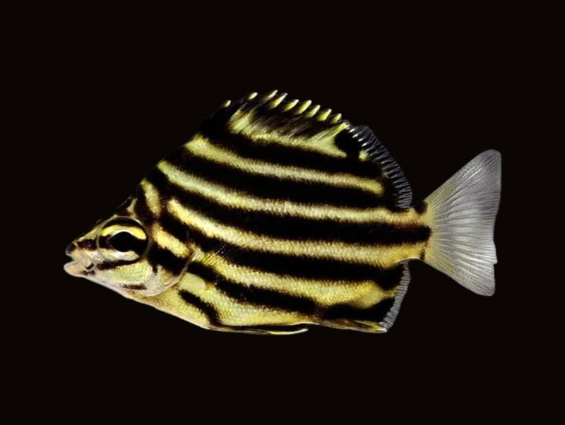 Butterfly Fish