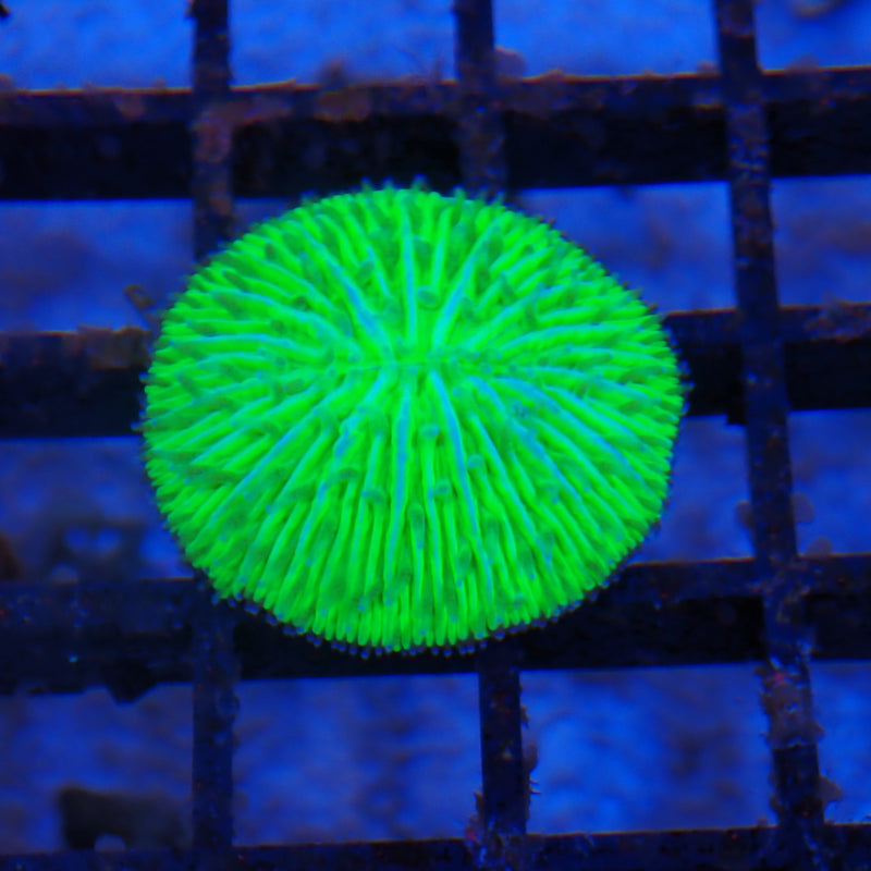 Plate Fungia coral at Nicks Aquarium