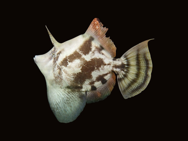 Filefish
