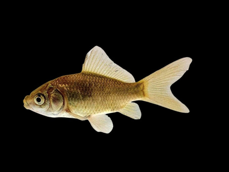 Goldfish