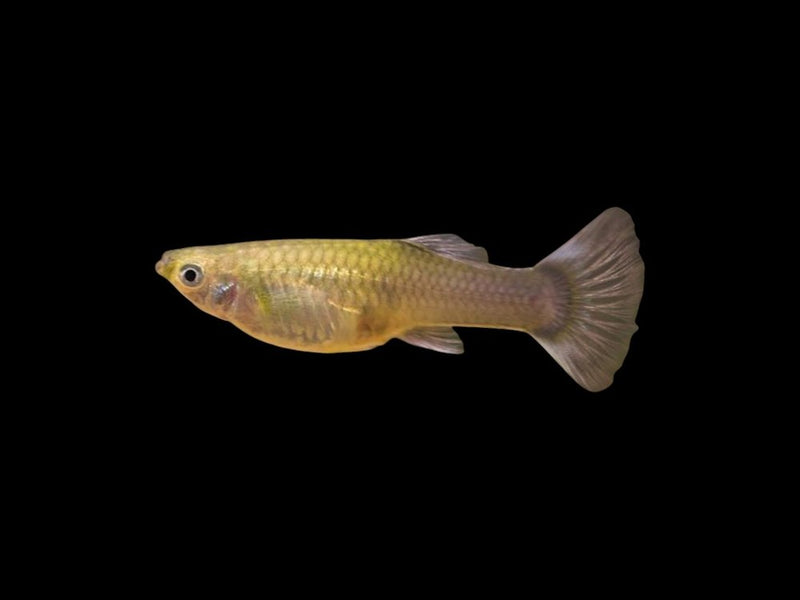 Livebearers