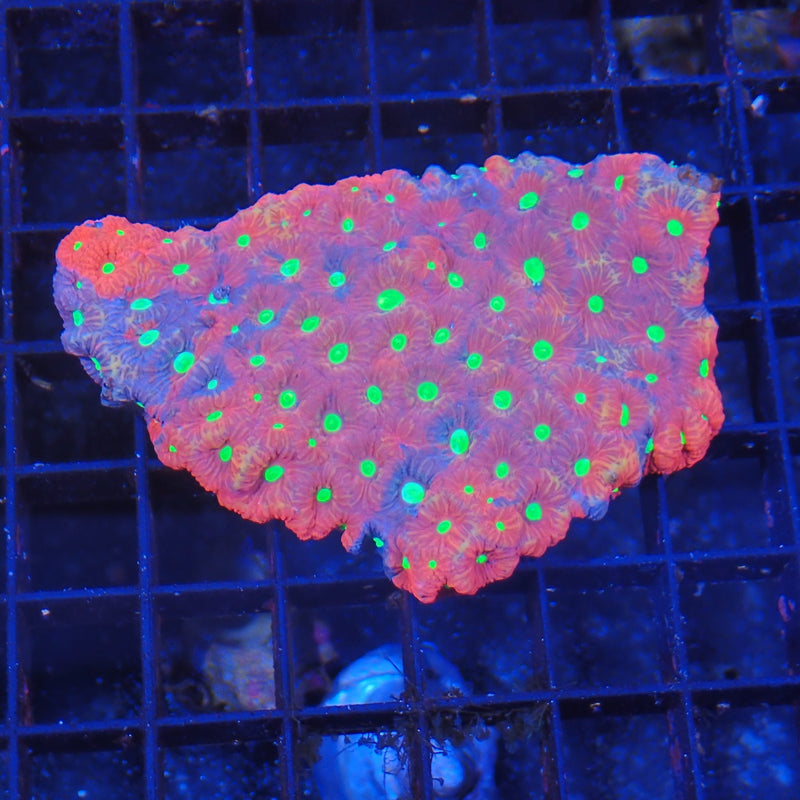 Goniastrea war coral at Nicks Aquarium