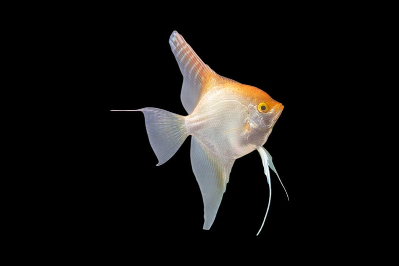 Freshwater Angelfish
