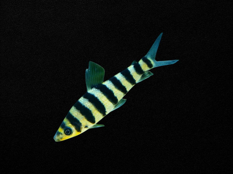 Tetras & Characins