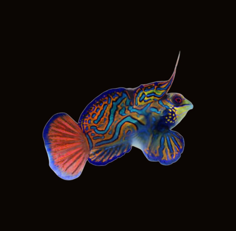 Dragonets