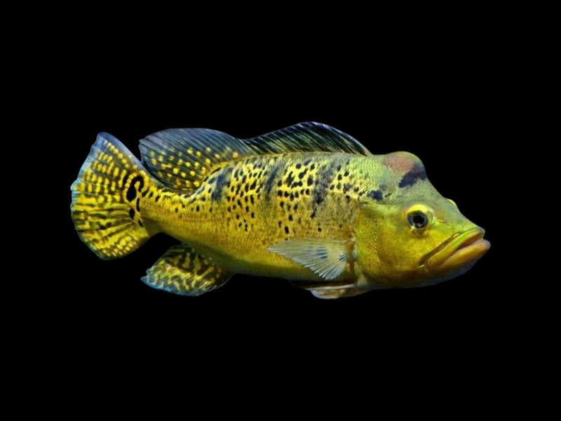 Freshwater Cichlids - American