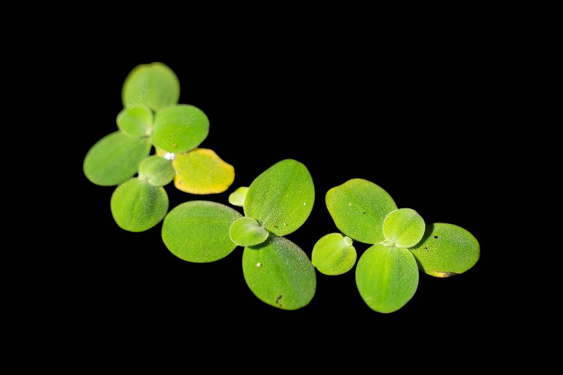Floating Plants