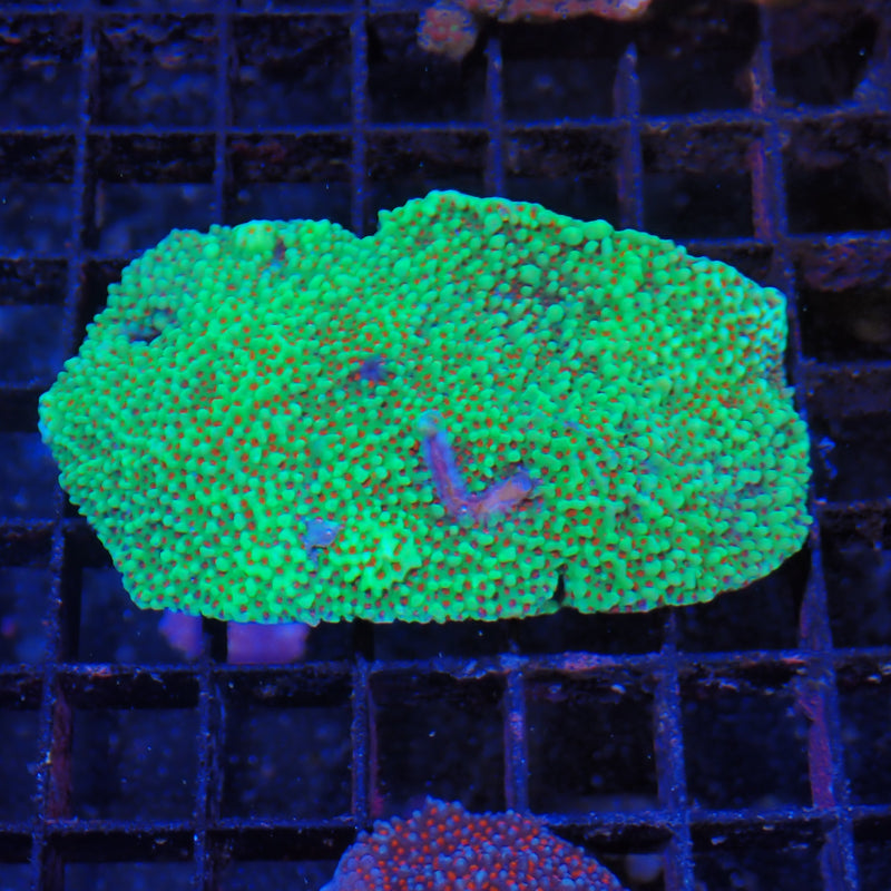 Montipora coral at Nicks Aquarium
