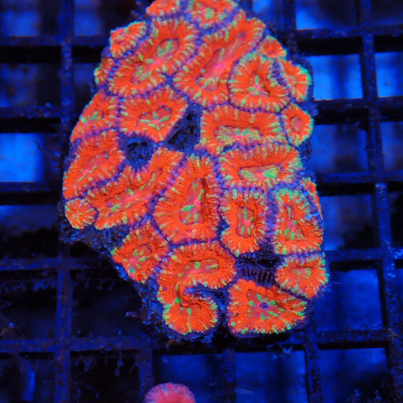 Micromussa micro lord coral at Nicks Aquarium