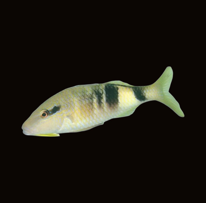 Goatfish