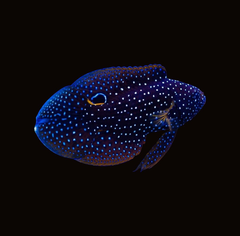 Marine Betta