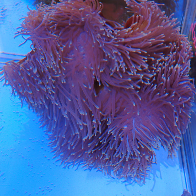 Magnificent anemone at Nicks Aquarium