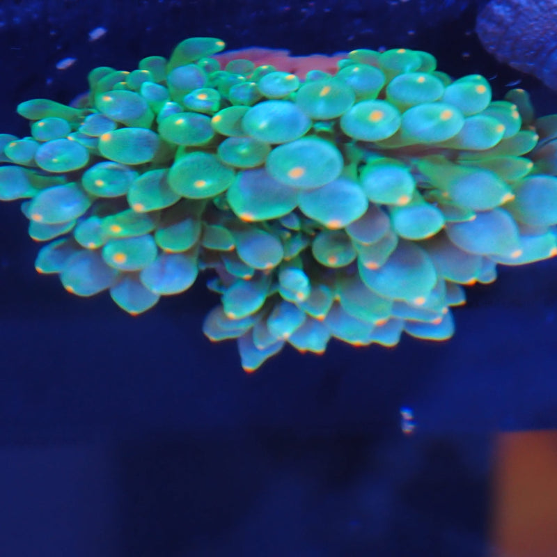 Bubble tip anemone at Nicks Aquarium