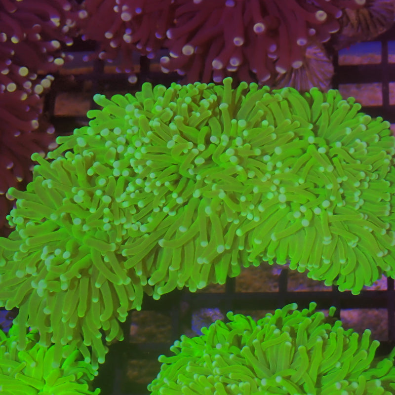 Torch Coral (Fimbriaphyllia glabrescens)