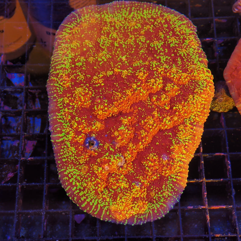 Oxypora chalice coral at Nicks Aquarium