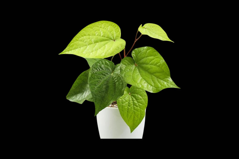 Other & Specialty Plants