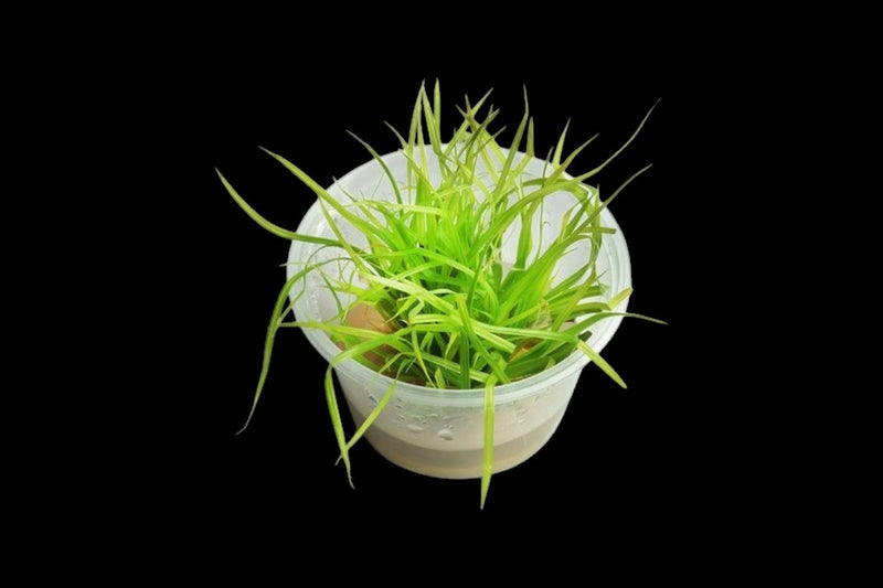 Grasses & Hairgrass