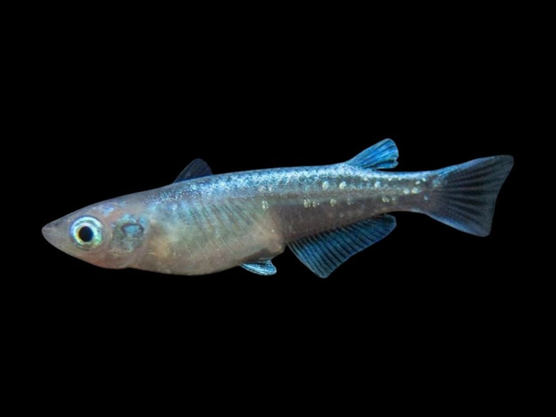 Killifish & Ricefish
