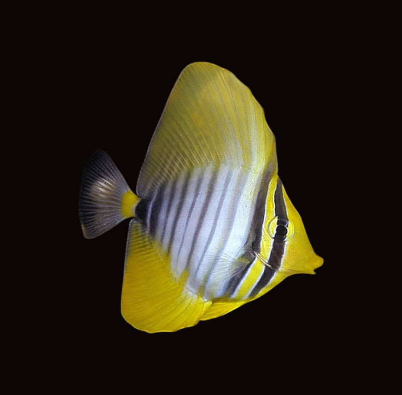 Tangs / Surgeon Fish
