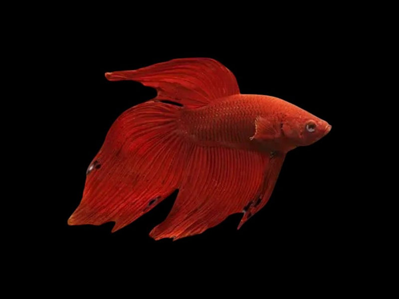 Bettas