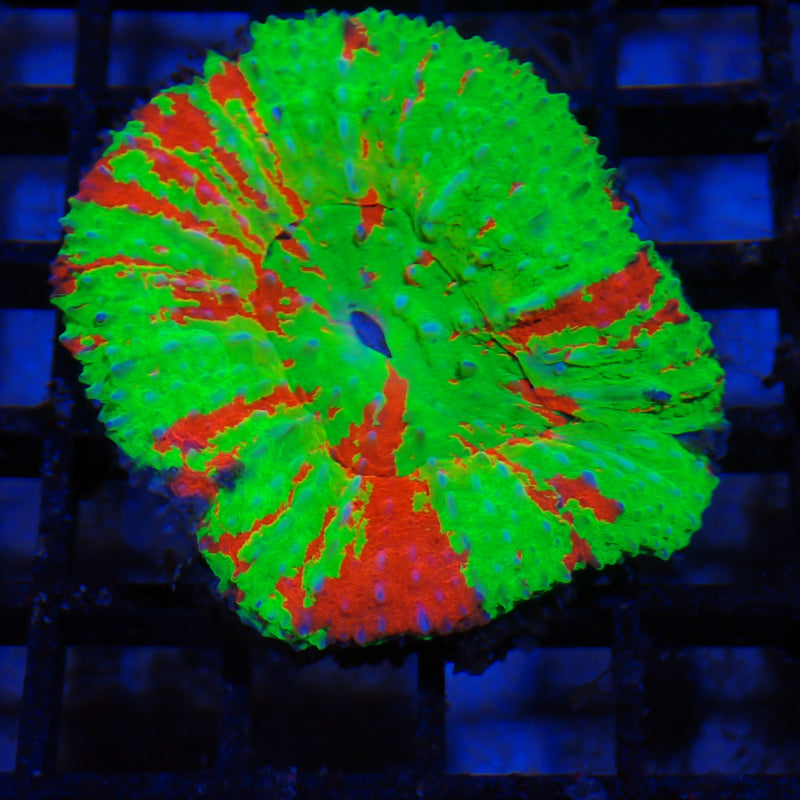 Scolymia australis coral at Nicks Aquarium