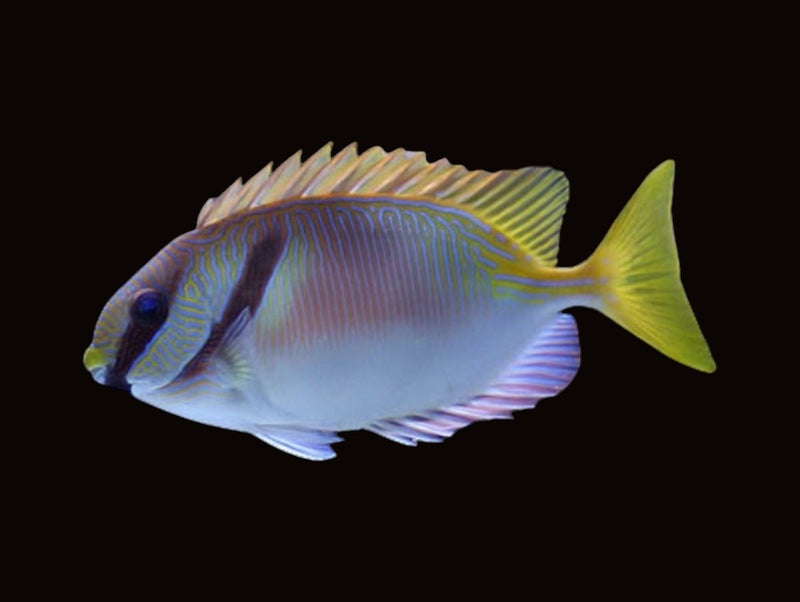 Rabbitfish & Foxface