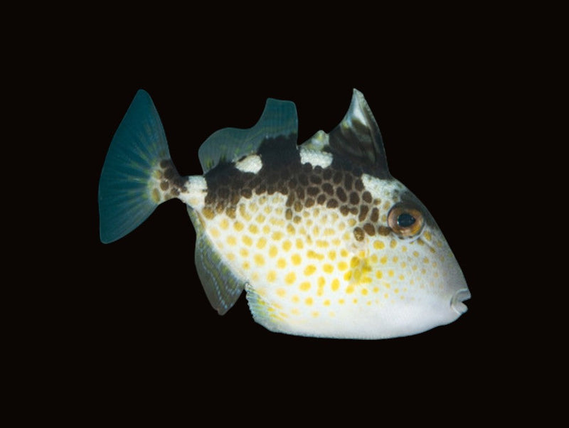 Triggerfish