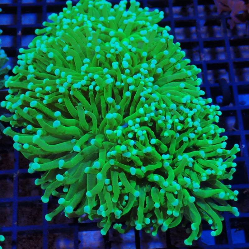 Torch coral at Nicks Aquarium