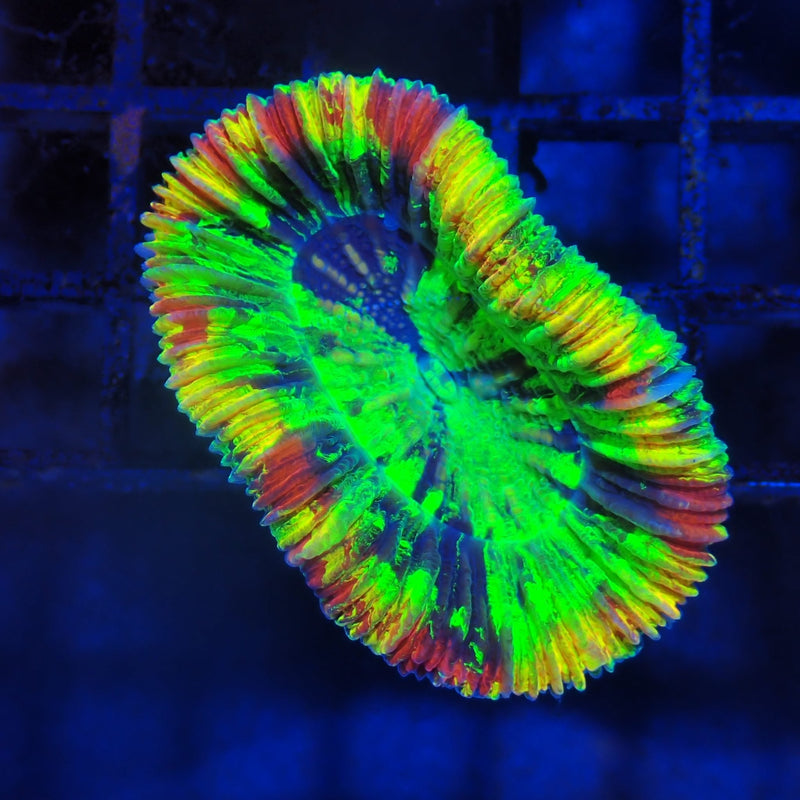 Trachyphyllia open brain coral at Nicks Aquarium