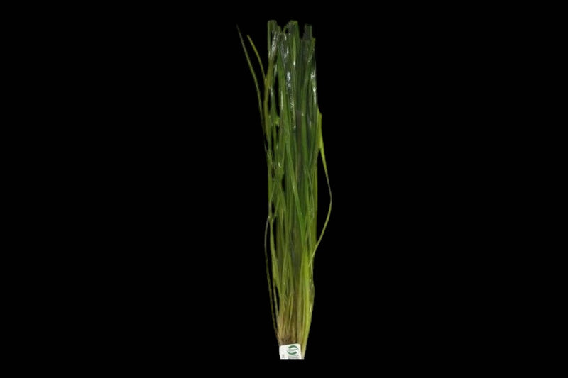 Vallisneria