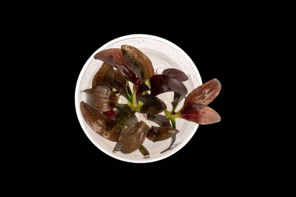 Tissue Cultures