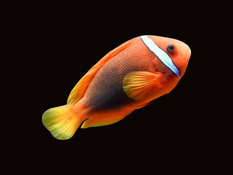 Clown Fish