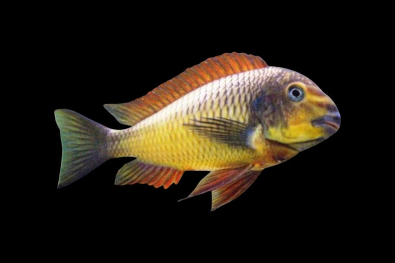 Freshwater Cichlids - African