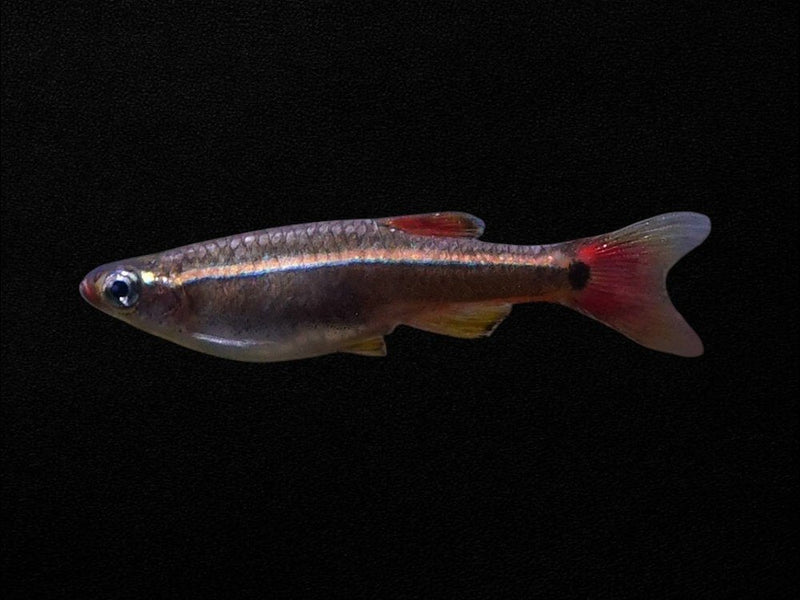 Barbs, Danios & Rasboras