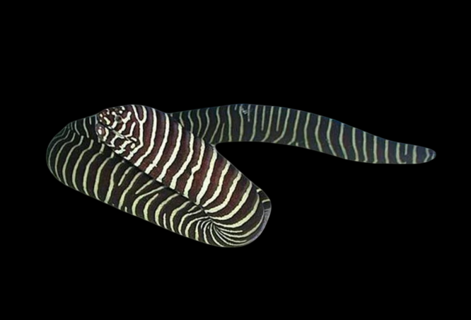 Moray Eels