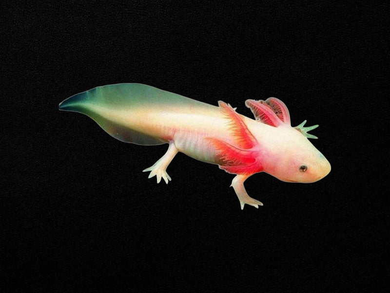 Axolotls
