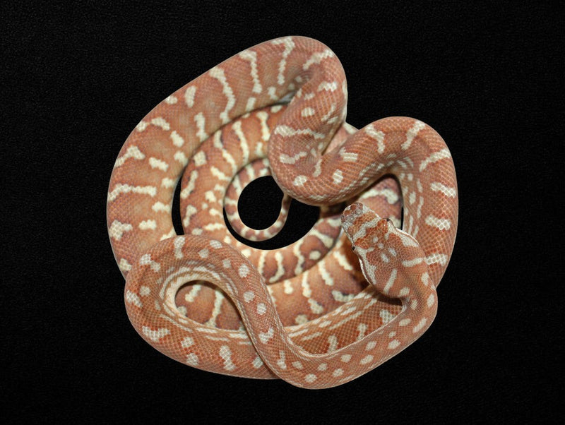 Pythons