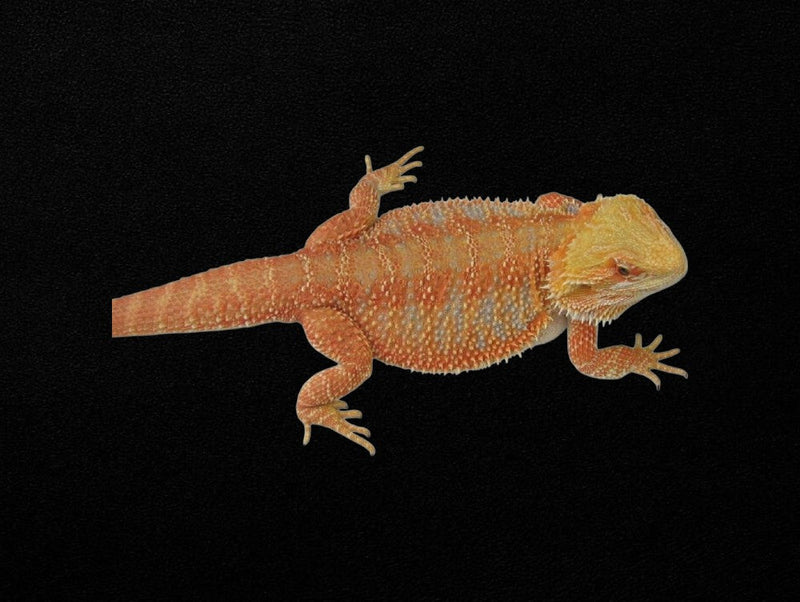 Bearded Dragons