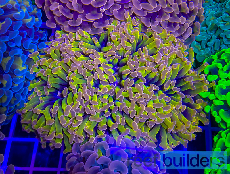 Acanthastrea Bowerbanki (Micromussa) (Homophyllia bowerbanki)