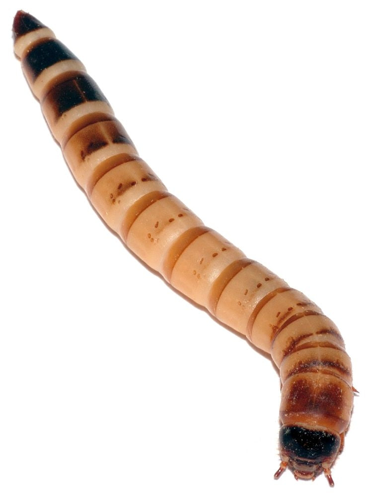 Superworms & Black Soldier Fly