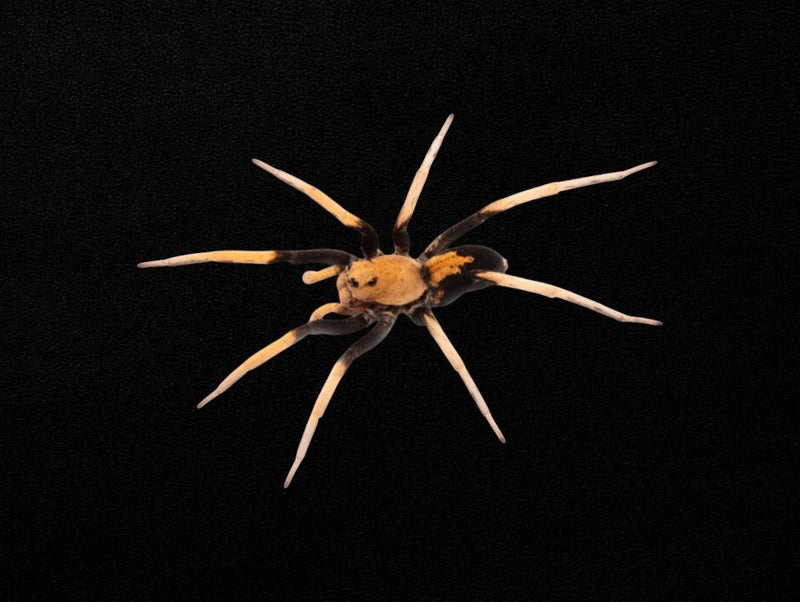 Spiders