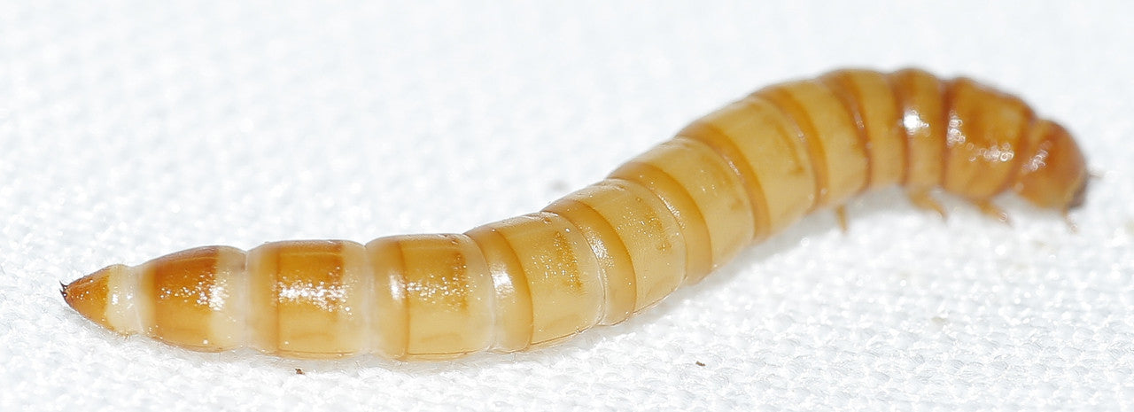 Live Mealworms 50g