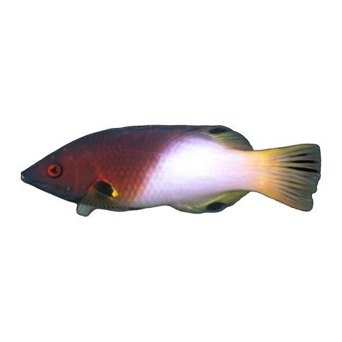 3 Spot Hogfish | Bodianus axillaris