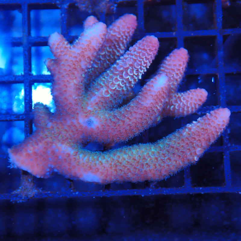 Acropora (SPS) AA001 | Acropora sp.