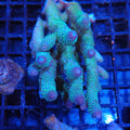 Acropora (SPS) AA010 | Acropora sp.
