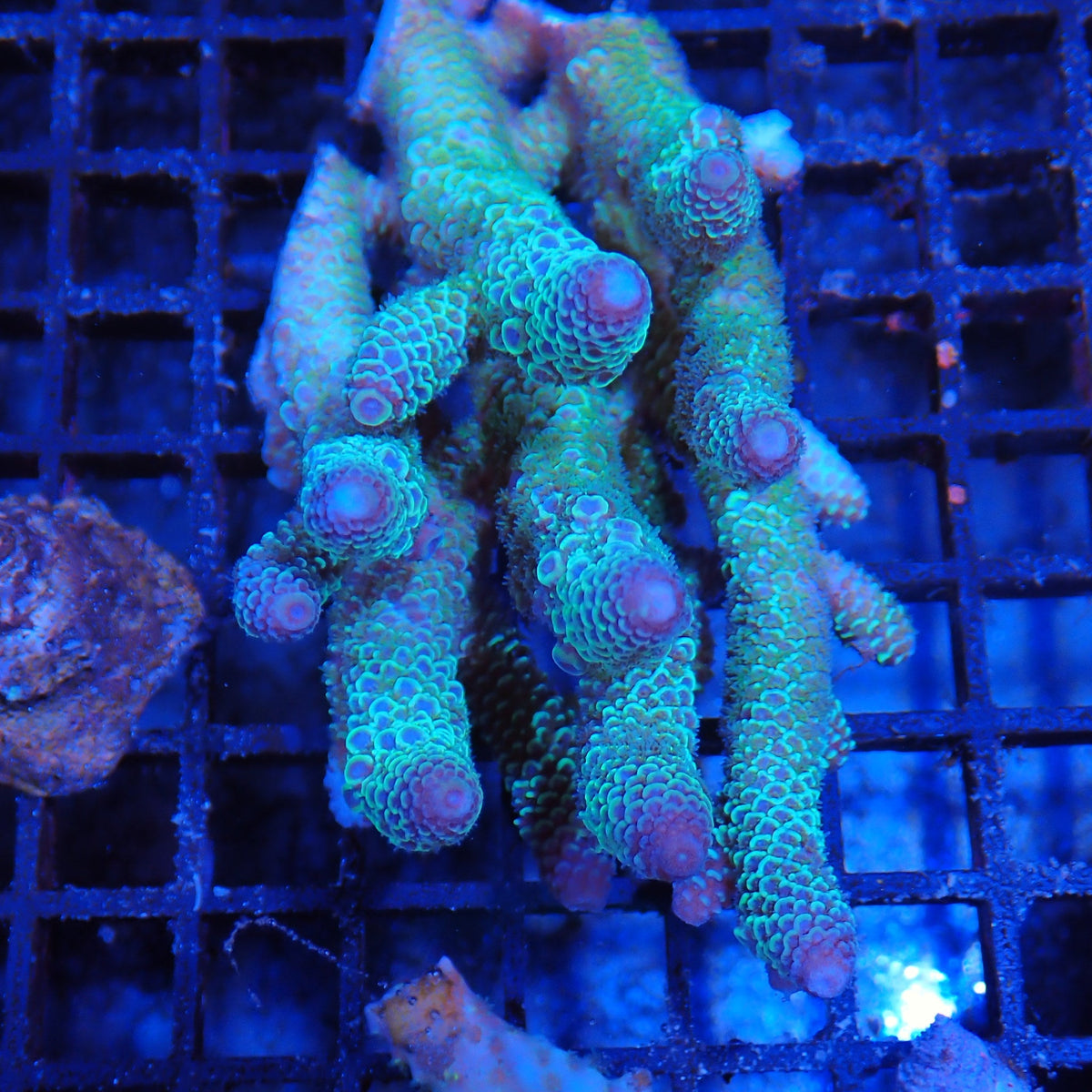Acropora (SPS) AA010 | Acropora sp.