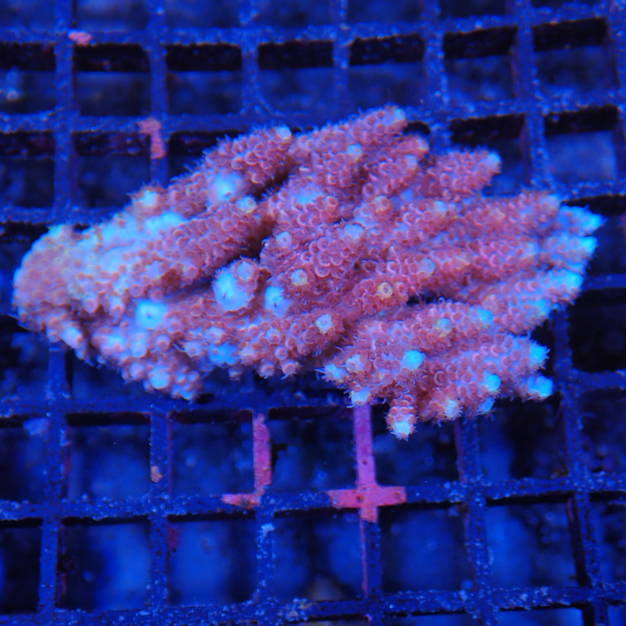 Acropora (SPS) AA015 | Acropora sp.