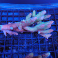 Acropora (SPS) AA020 | Acropora sp.