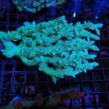 Acropora (SPS) AA043 | Acropora sp.