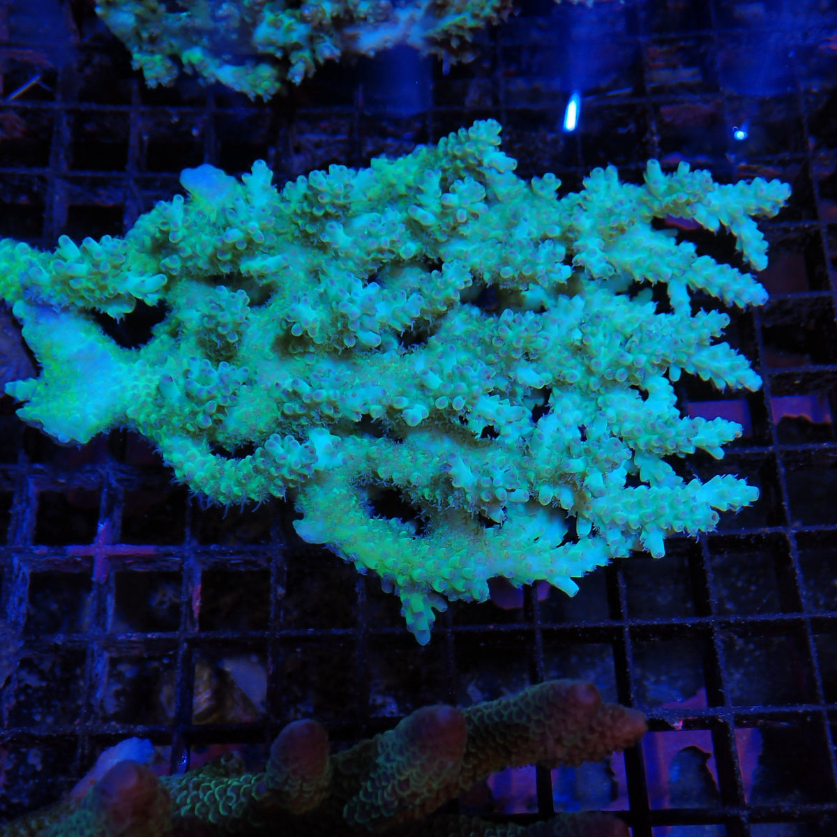 Acropora (SPS) AA043 | Acropora sp.